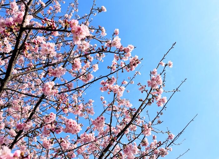 春と人に癒されし。